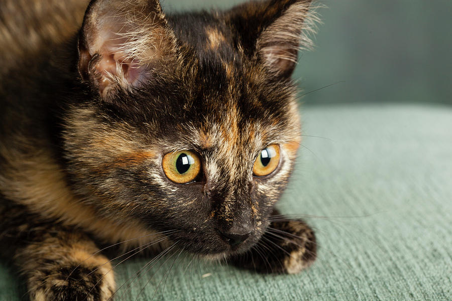 Portrait Of A Tortoiseshell Cat #4 Photograph by Panoramic Images