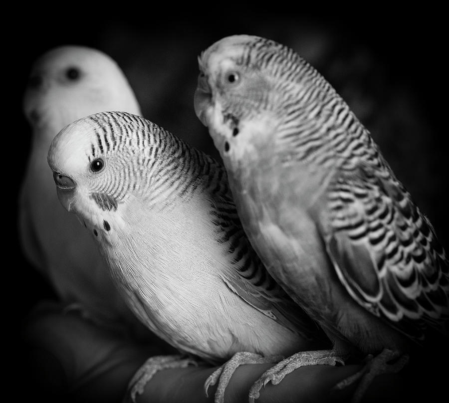 Portrait Of Budgie Birds #4 Photograph by Panoramic Images