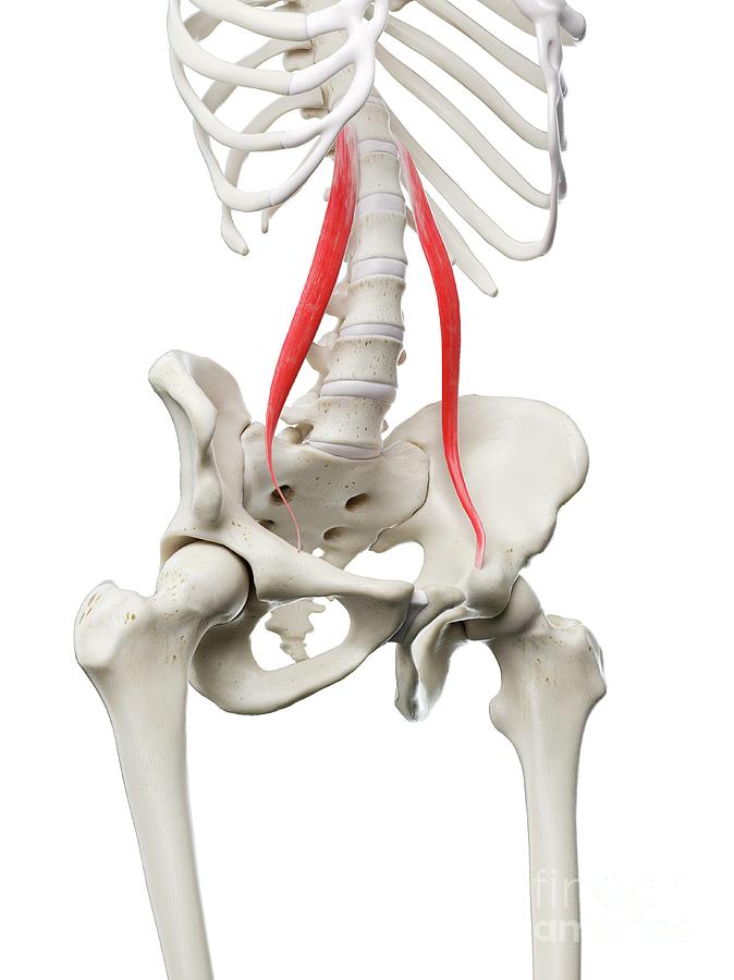 Psoas Minor Muscle Photograph by Sebastian Kaulitzki/science Photo ...