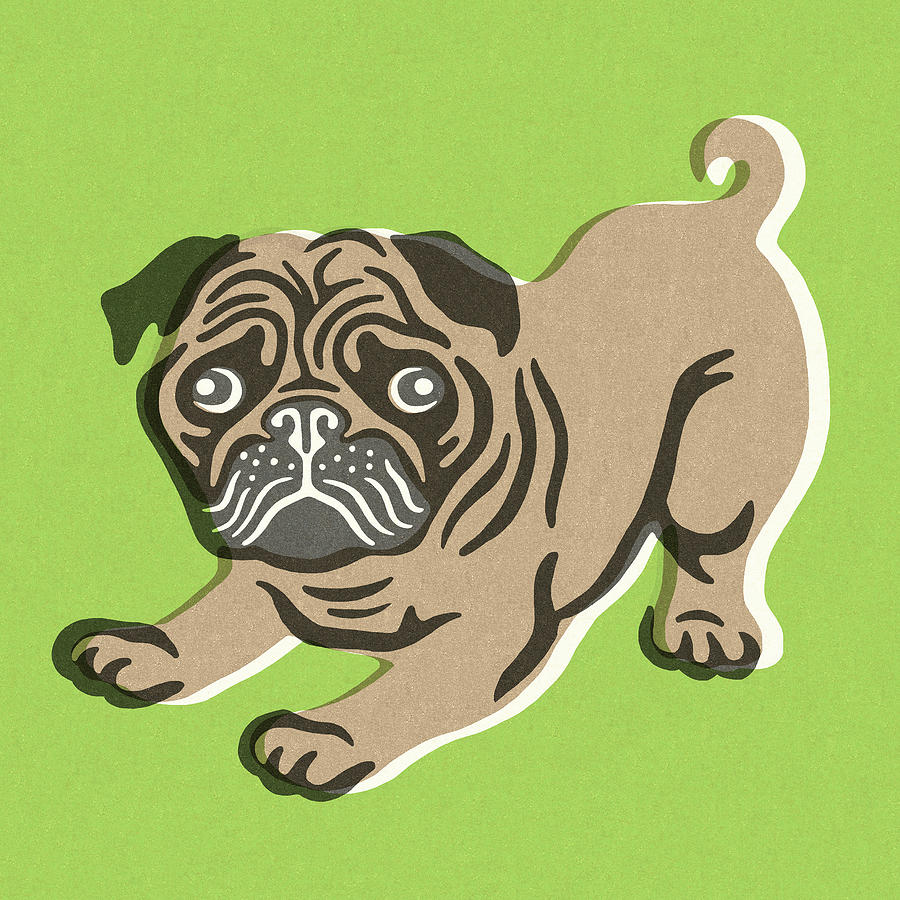Vintage Drawing - Pug #4 by CSA Images