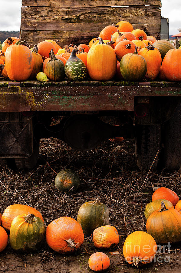 Pumpkin Patch With Old Flat Bed Truck Photograph