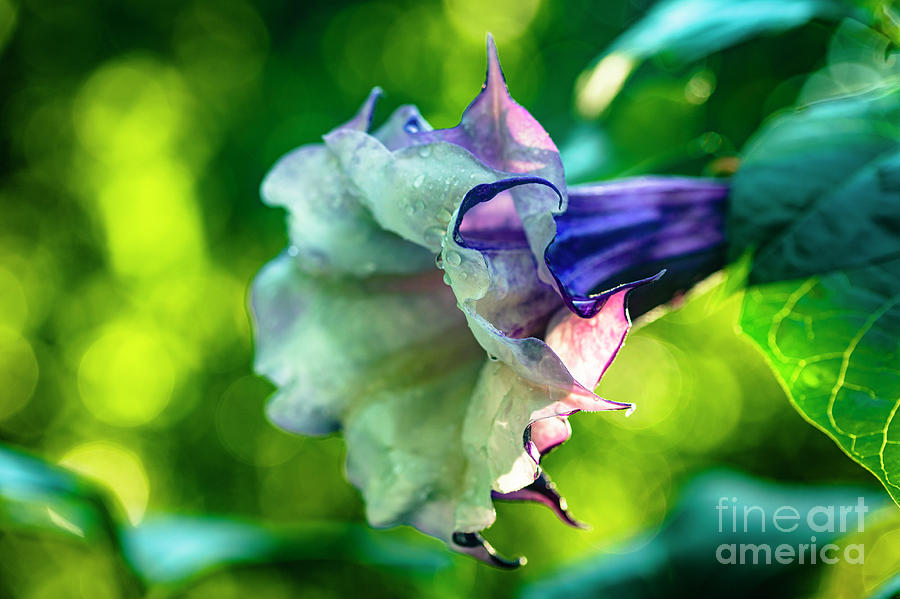 Purple Trumpet Flower #4 Photograph by Raul Rodriguez