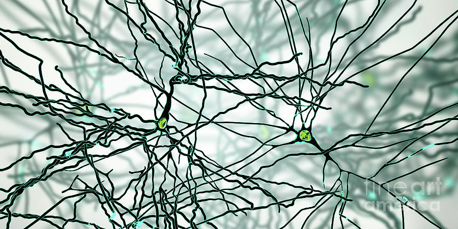 Pyramidal Neuron #4 Photograph by Kateryna Kon/science Photo Library