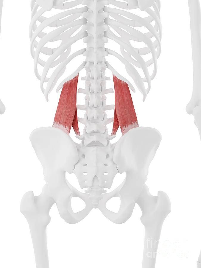 Quadratus Lumborum Muscle Photograph by Sebastian Kaulitzki/science ...