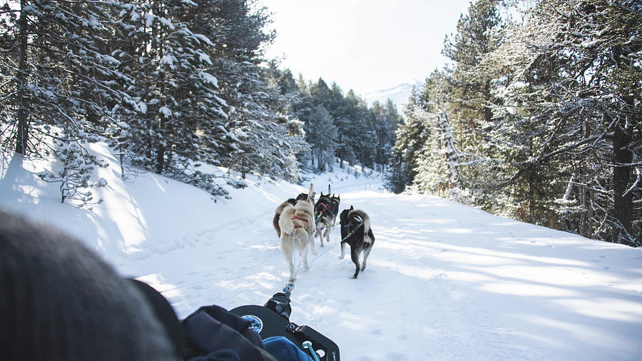 Mountain Photograph - Rear View Of Sled Dogs Pulling Sleigh On Snowy Landscape #4 by Cavan Images