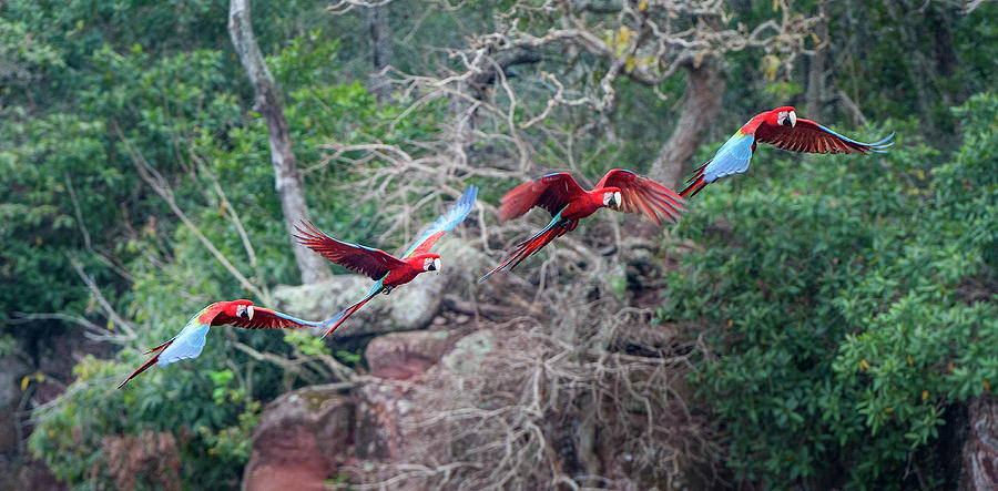 Macaw Photograph - Red-and-green Macaws Or Green-winged #4 by Nick Garbutt