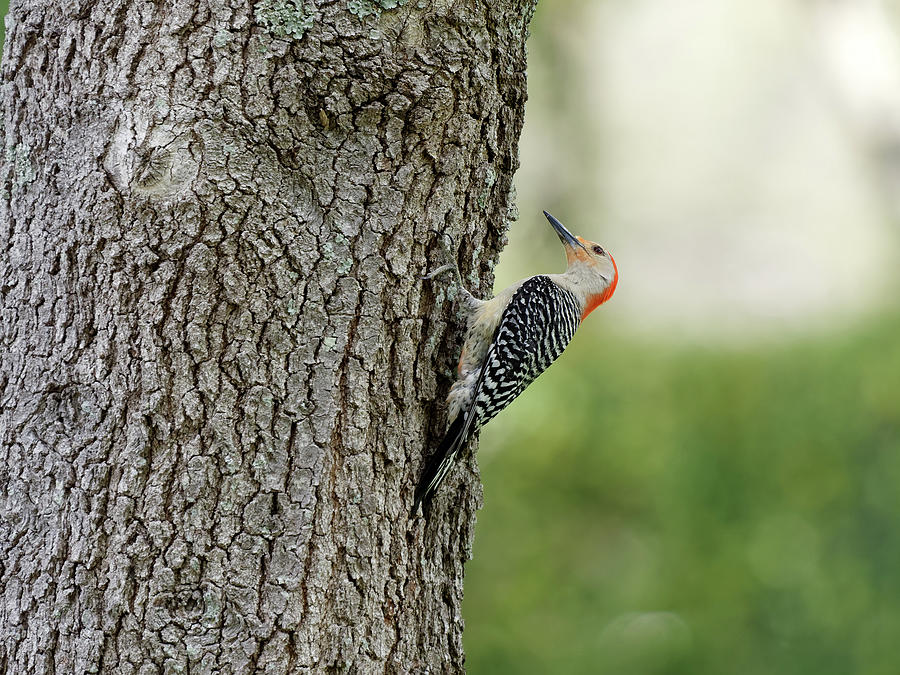 Red-bellied Woodpecker On Tree Photograph