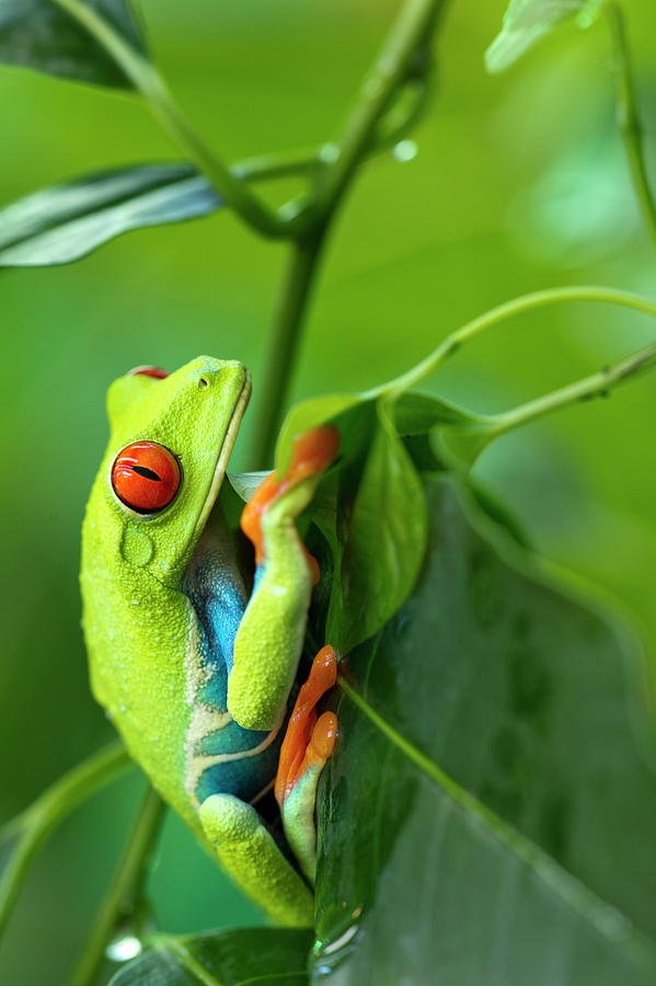 Red Eyed Tree Frog, Costa Rica #4 Photograph by Paul Souders