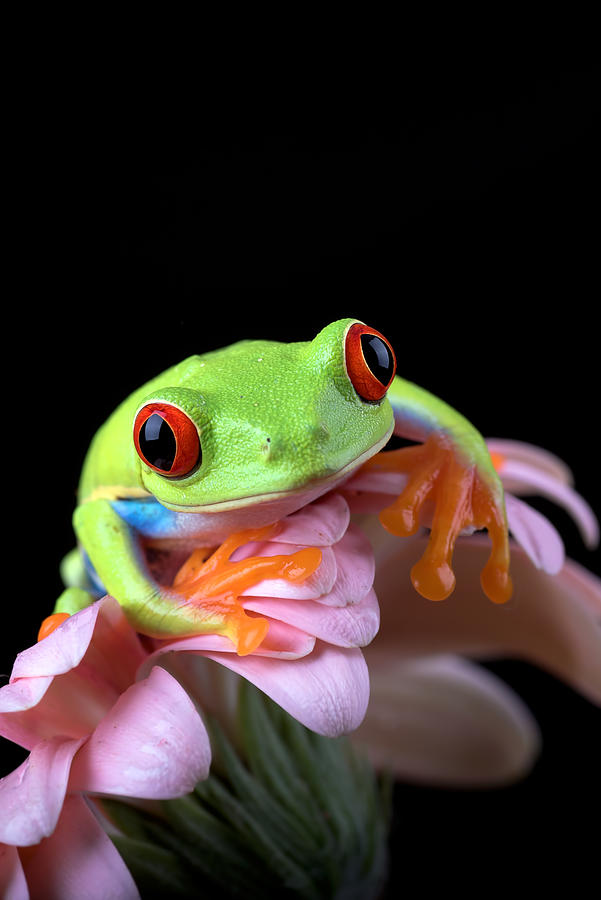 Nature Photograph - Red Eyed Tree Frog #4 by Dikky Oesin