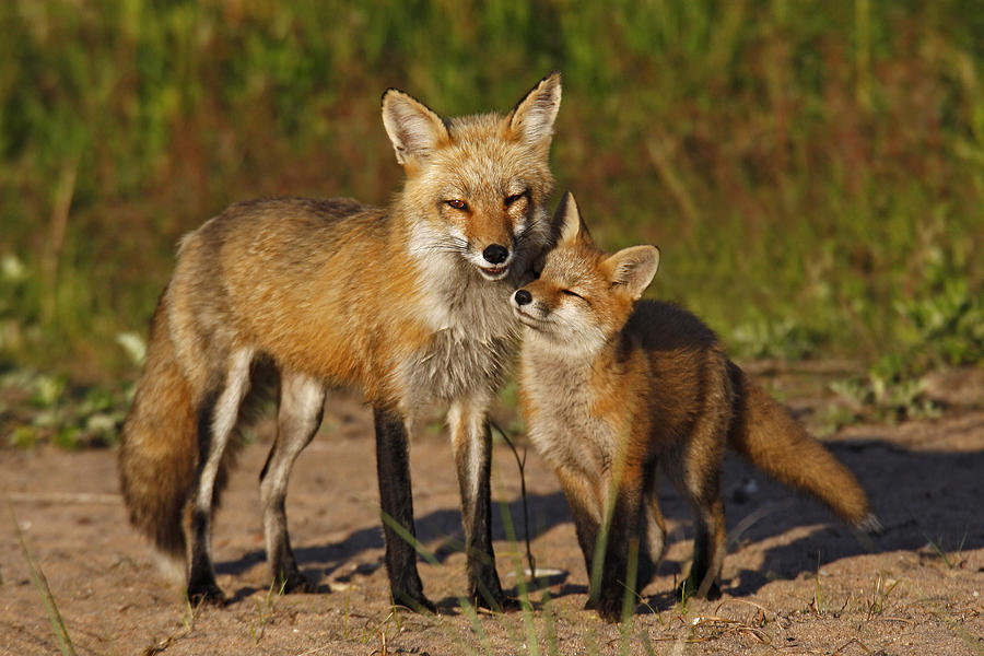 Red Fox Photograph by James Zipp - Fine Art America