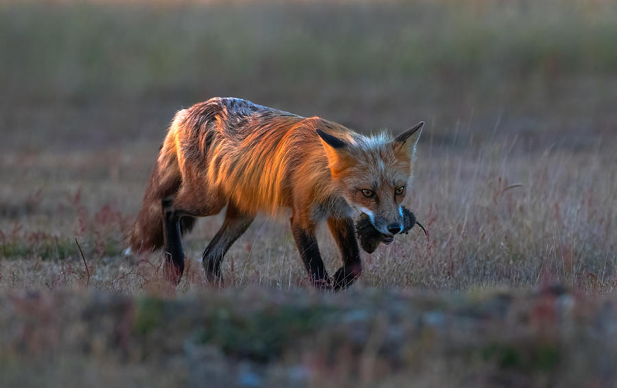 Animal Photograph - Red Fox #4 by Johnson Huang