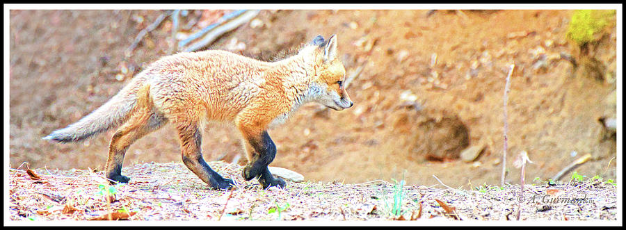Red Fox Kit #4 Photograph by A Macarthur Gurmankin