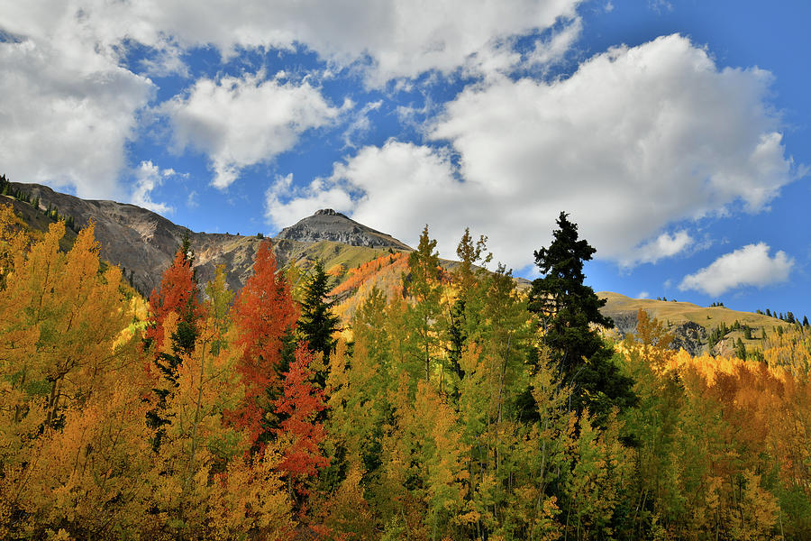 Red Mountain Pass Aspens #4 Photograph by Ray Mathis