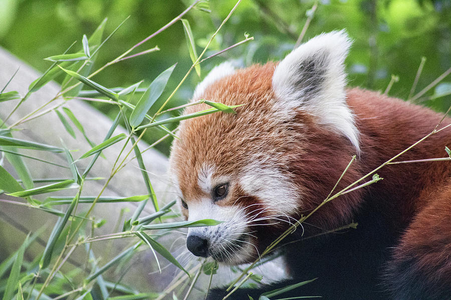 Red Panda #4 Photograph by Martin Newman