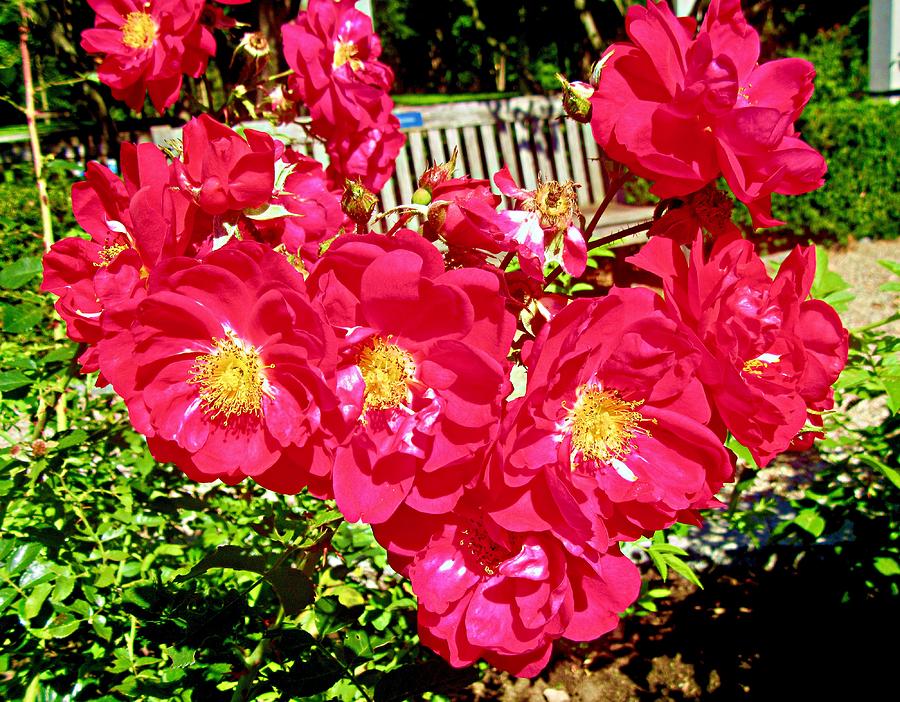 Red Roses by Stephanie Moore Red Roses by Stephanie Moore