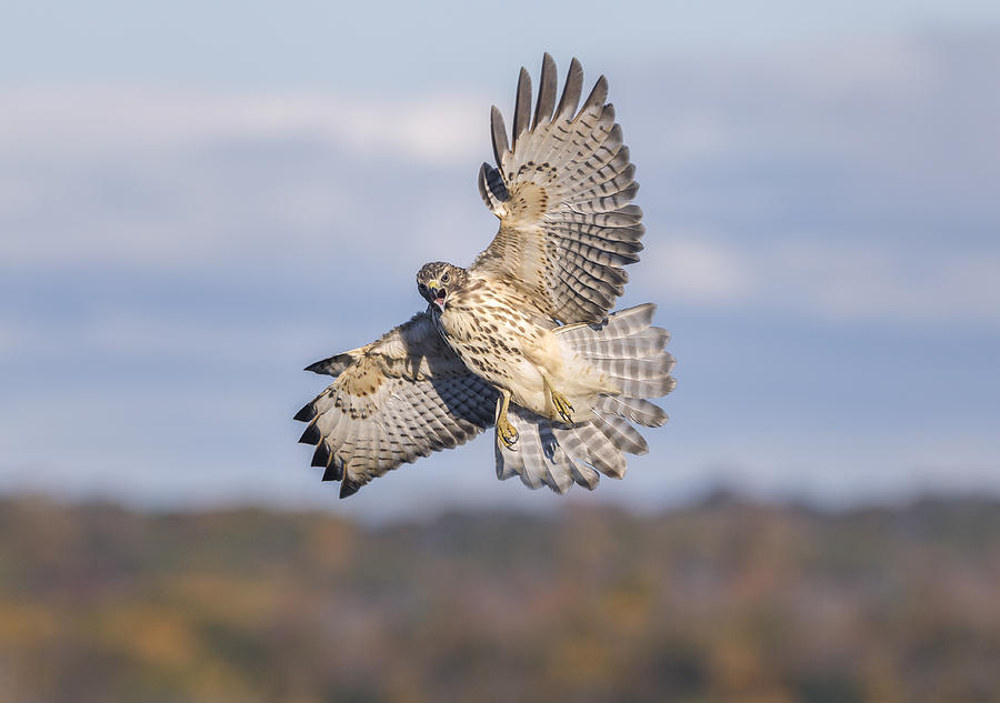 Red-shouldered Hawk #4 Photograph by James Zipp
