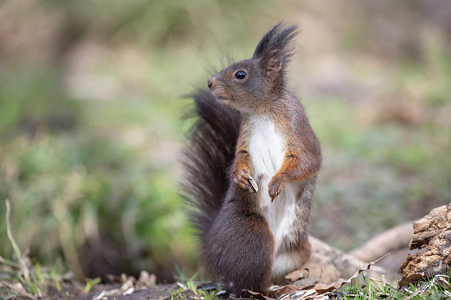 Red Squirrel - Sciurus vulgaris #4 Photograph by Jivko Nakev