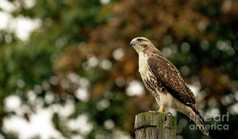 Red tailed hawk  Photograph by Sam Rino