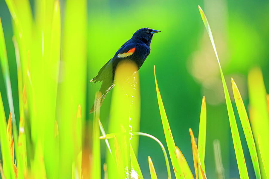 Red Winged Blackbird, British Columbia #4 Photograph by Don White Red Winged Blackbird, British Columbia #4 Photograph by Don White