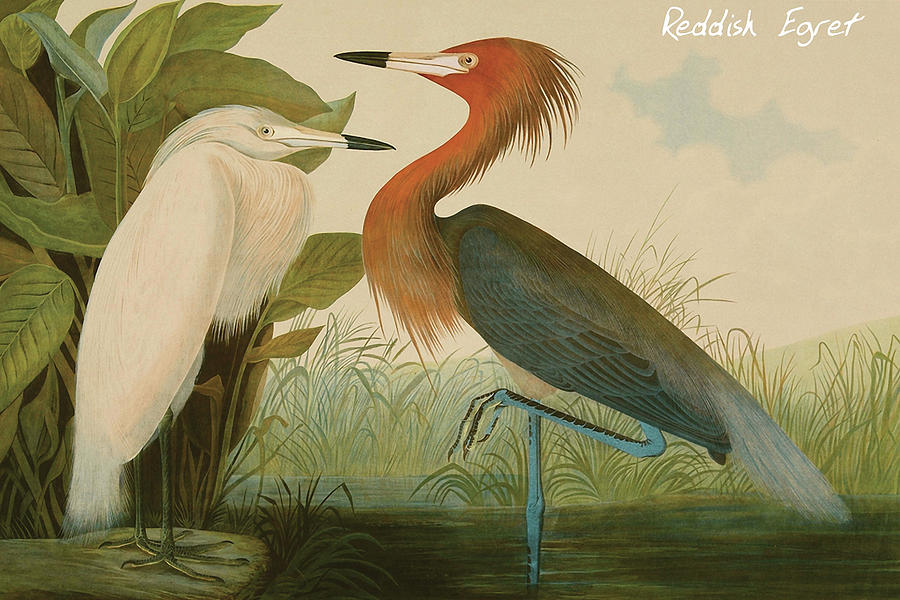 Reddish Egret #4 Painting by John James  Audubon