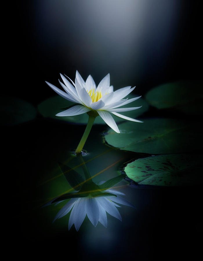 Water Lily Photograph - Reflection by Takashi Suzuki
