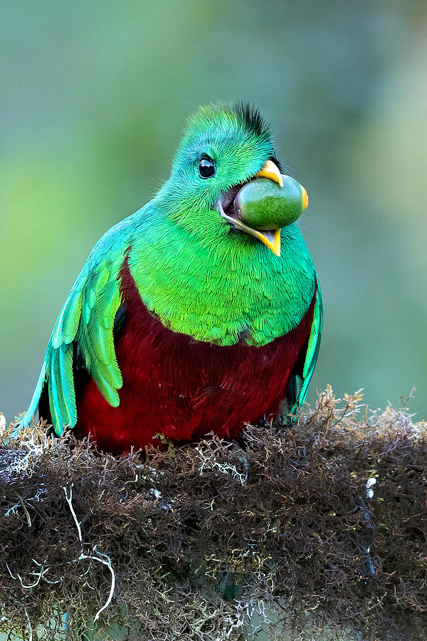 Nature Photograph - Resplendent Quetzal #4 by Milan Zygmunt