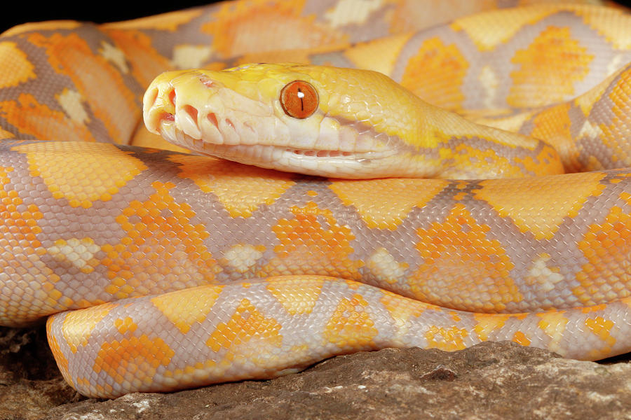 Reticulated Python Lavender Morph #4 Photograph by David Kenny