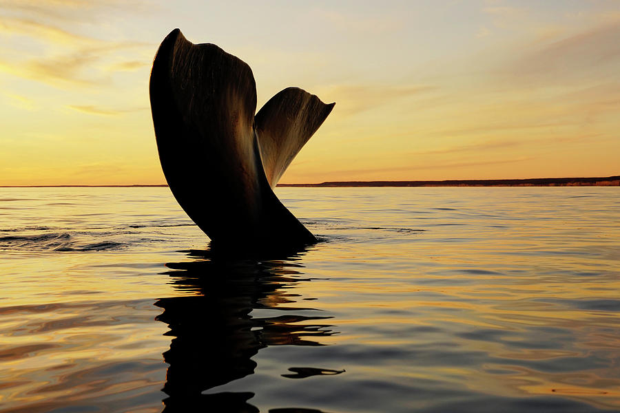 Right Whale Sailing At Sunset #4 Photograph by Hiroya Minakuchi