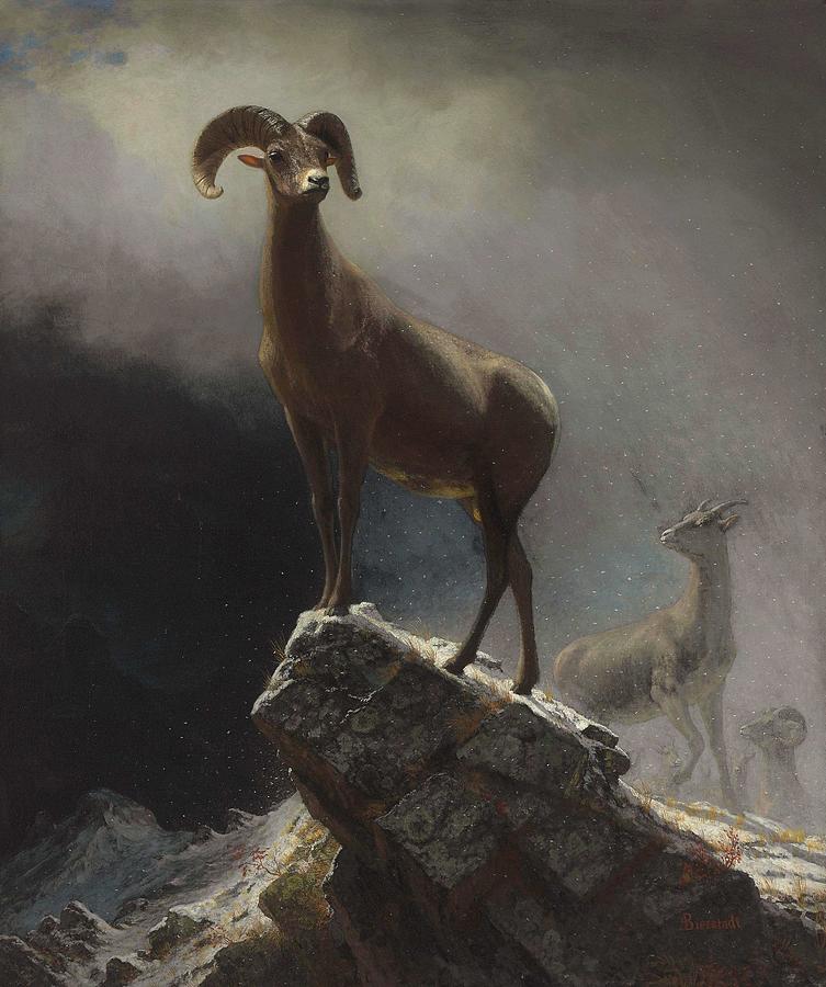Rocky Mountain Sheep or Big Horn, Ovis, Montana Painting by Albert Bierstadt