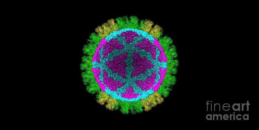 Rotavirus Photograph - Rotavirus #4 by Dr. Victor Padilla-sanchez, Phd / Washington Metropolitan University/science Photo Library