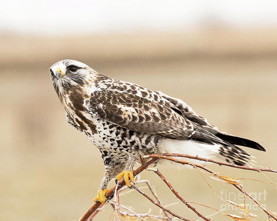 Rough-legged Hawk #4 Photograph by Dennis Hammer