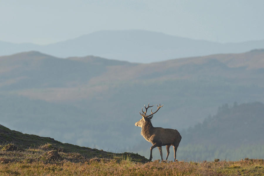 Royal Stag #4 Photograph by Gavin MacRae