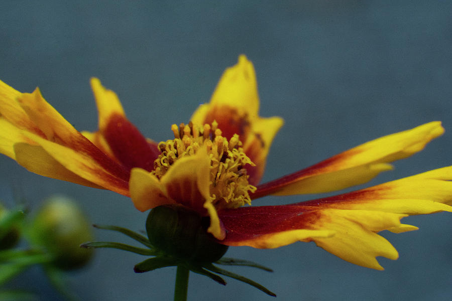 Rudbeckia Mixed Media - Rudbeckia by Smart Aviation Rudbeckia Mixed Media - Rudbeckia by Smart Aviation