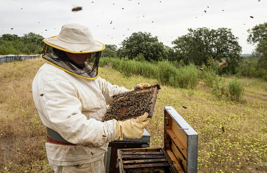 Rural And Natural Beekeeper Working To Collect Honey From Hives