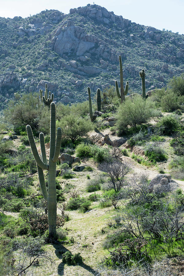 Saguaro Cactus #4 Photograph by Shan Shui