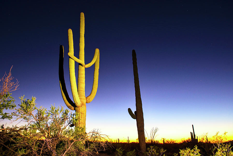 Saguaro National Park, Tucson, Az #4 Digital Art by Heeb Photos