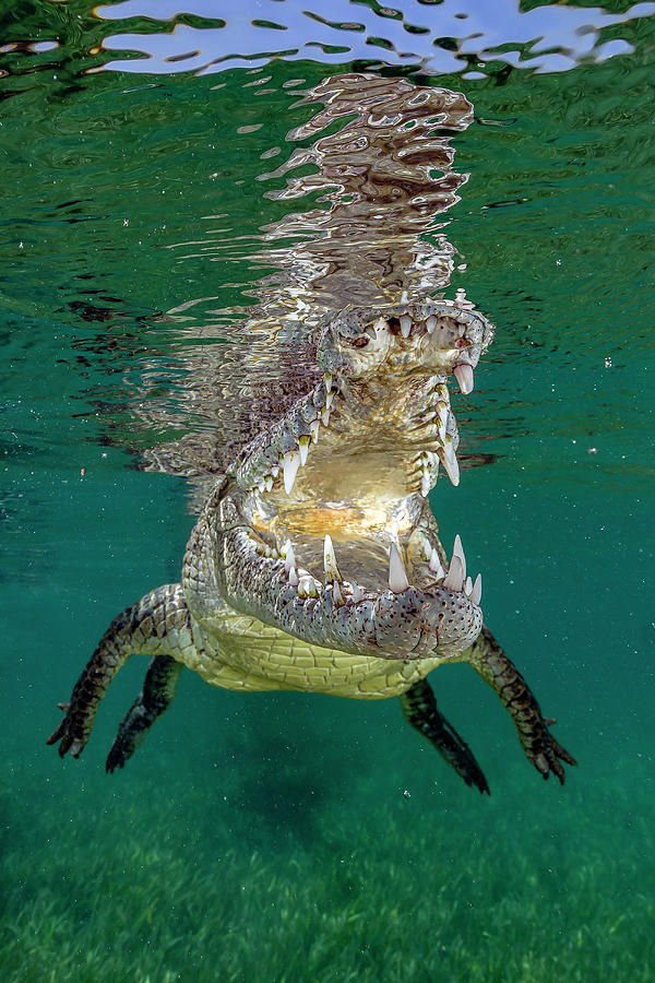Saltwater Crocodile Of Cuba #4 Photograph by Bruce Shafer