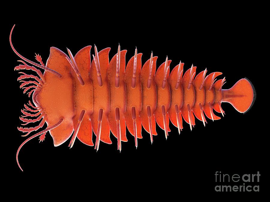 Prehistoric Photograph - Sanctacaris Marine Arthropod #4 by Sebastian Kaulitzki/science Photo Library