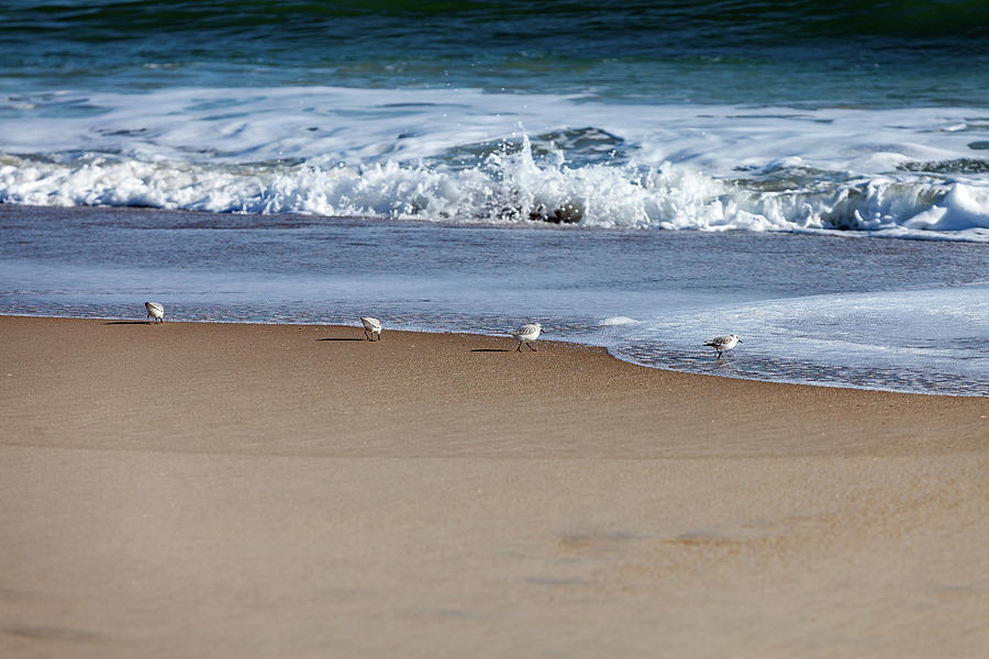 Nature Photograph - Sanderling playing in the waves #4 by Terry Thomas
