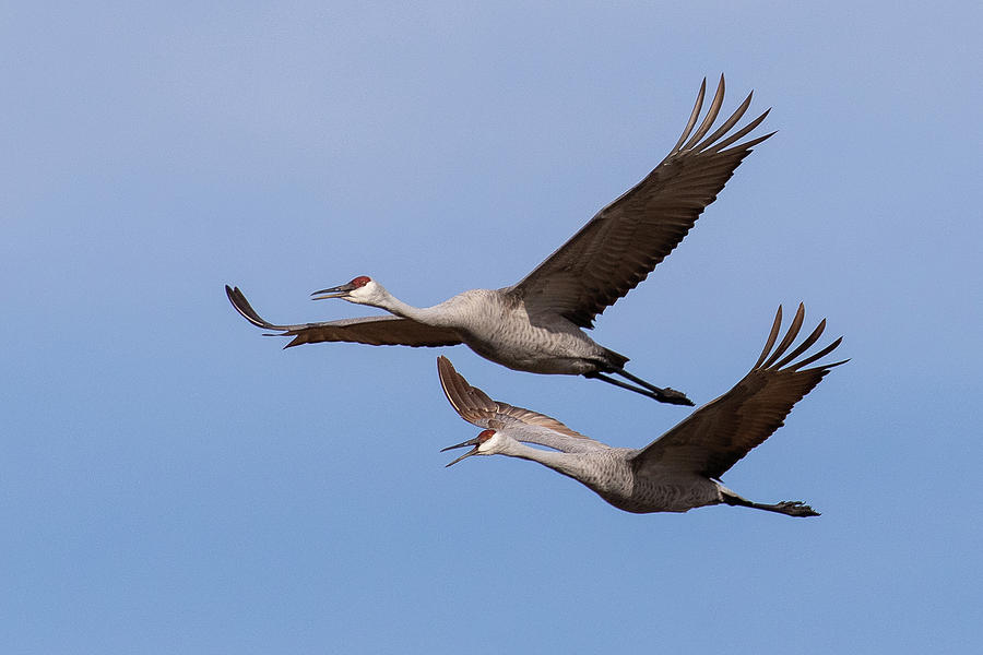 Sandhill Cranes In Flight Photograph By Dan Ferrin - Fine Art America