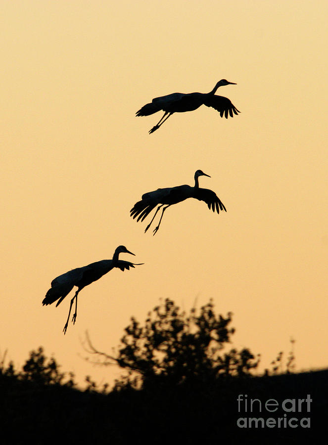 Sandhill Cranes #4 Photograph by Manuel Presti/science Photo Library