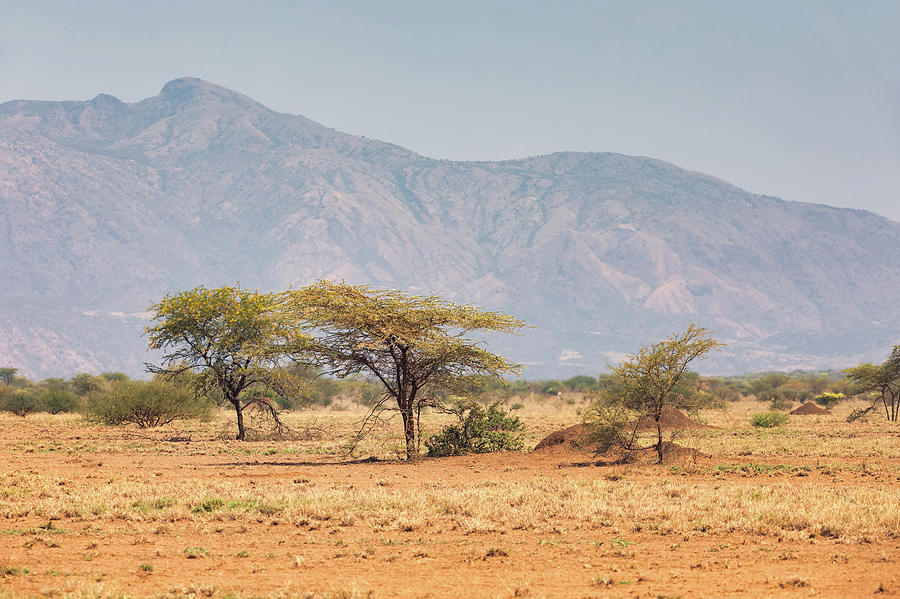 savanna in the Awash National Park, Ethiopia Photograph by Artush Foto