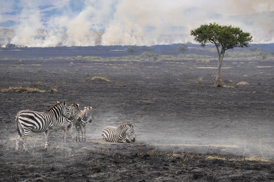 Wildlife Photograph - Savannah Burning #4 by Roberto Marchegiani