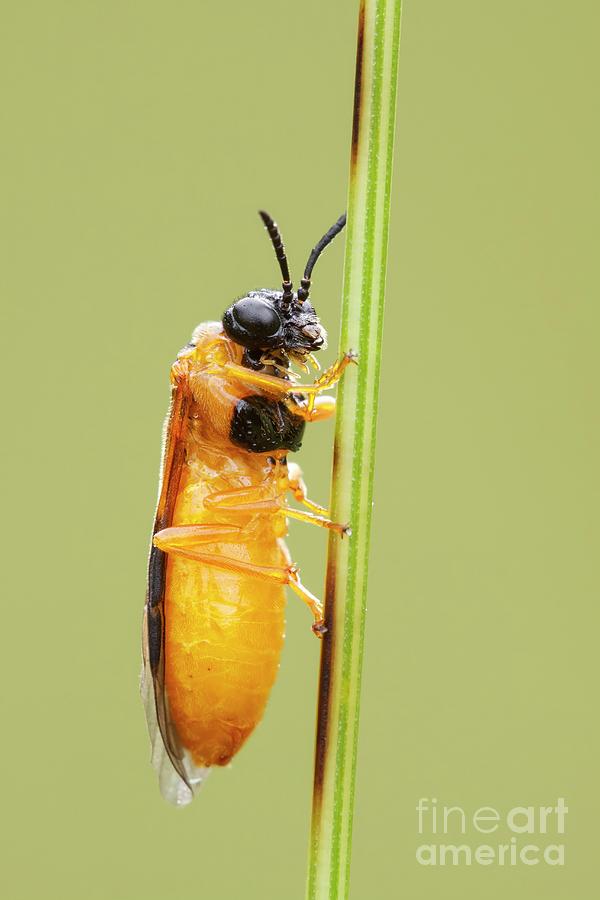 Sawfly #4 Photograph by Heath Mcdonald/science Photo Library