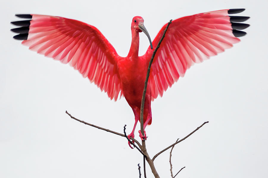 Scarlet Ibis Hato Barley Tauramena Casanare Colombia #4 Photograph by Adam Rainoff