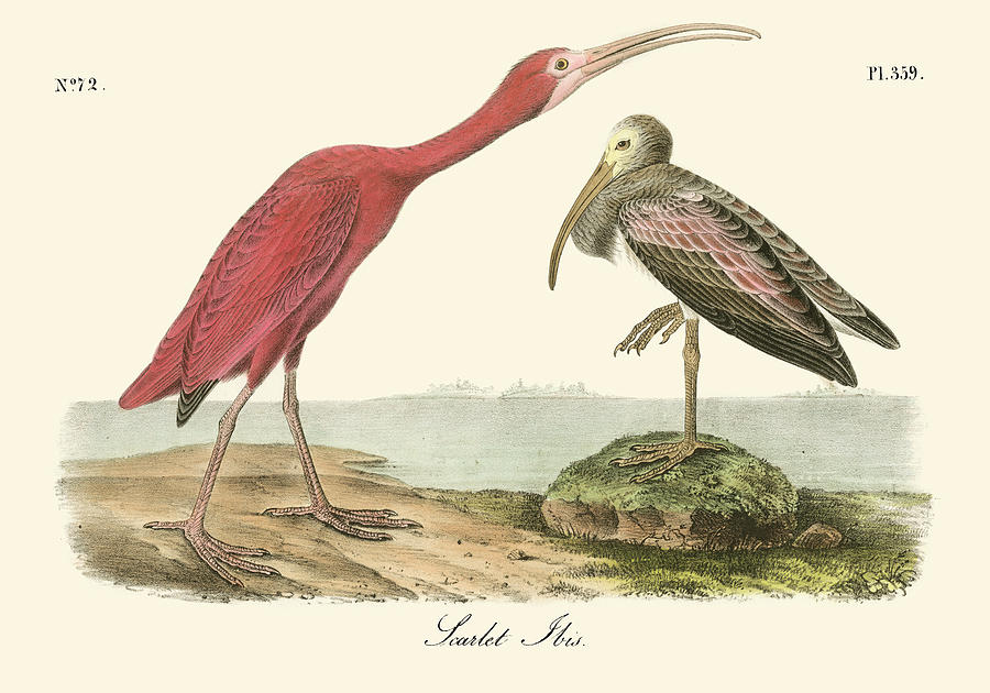 Bird Painting - Scarlet Ibis #4 by John James Audubon