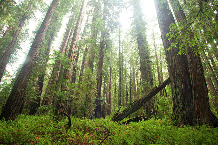 Scenic Image Of Redwood National Park #4 Photograph by Justin Bailie
