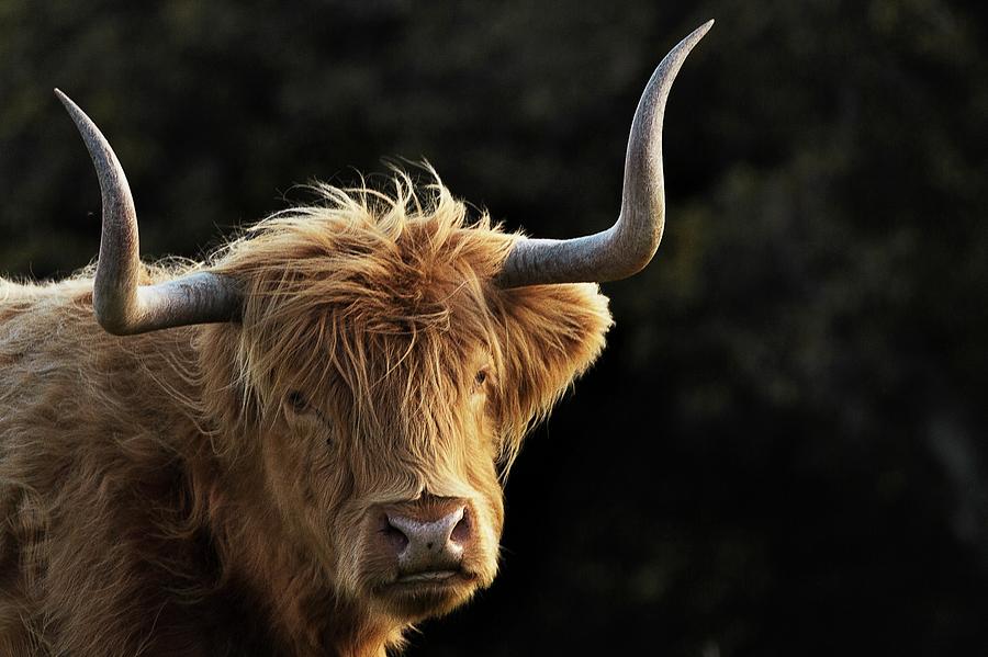 Animal Photograph - Scottish Highland cow #4 by Haley Redshaw