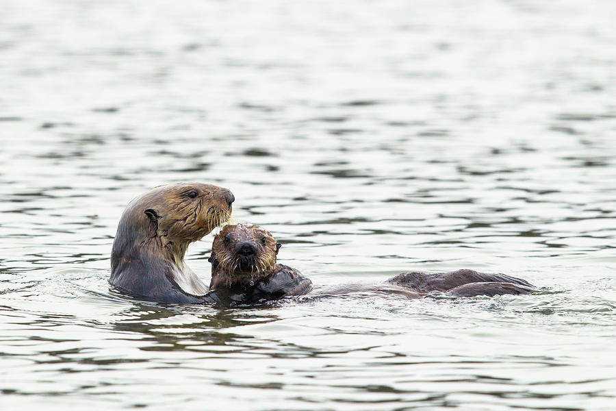 Sea Otter Mother And Pup, Elkhorn Slough #4 Photograph by Sebastian Kennerknecht