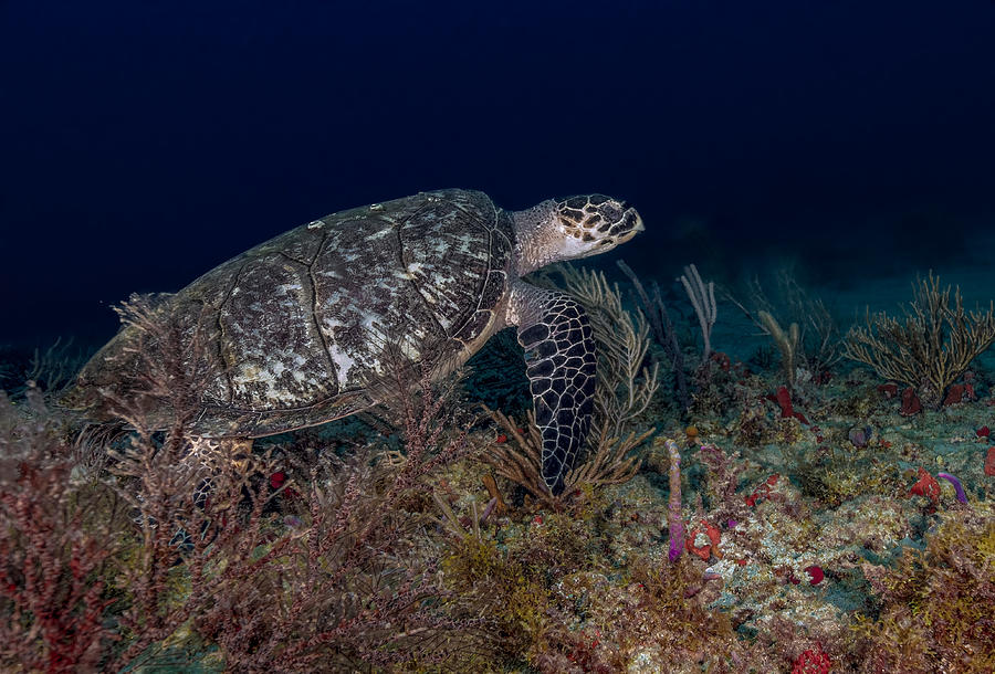 Sea Turtle #4 Photograph by Kirk Cypel